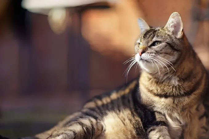 geriatric cat