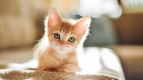 kitten