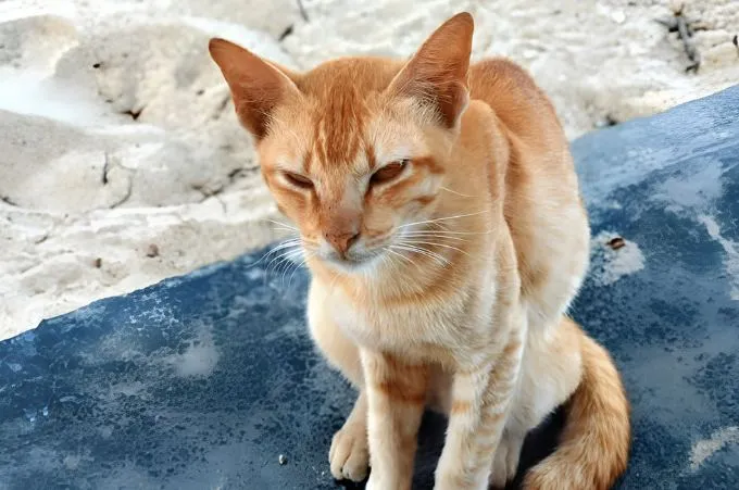 senior cat