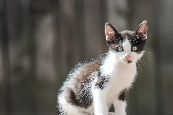 young adult cat